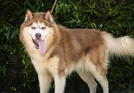 husky