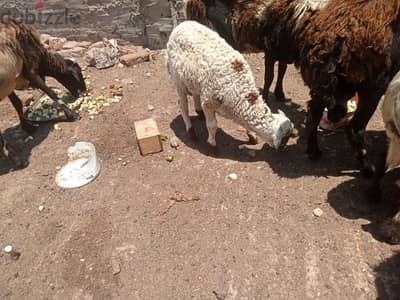 نعجه وراها دكر