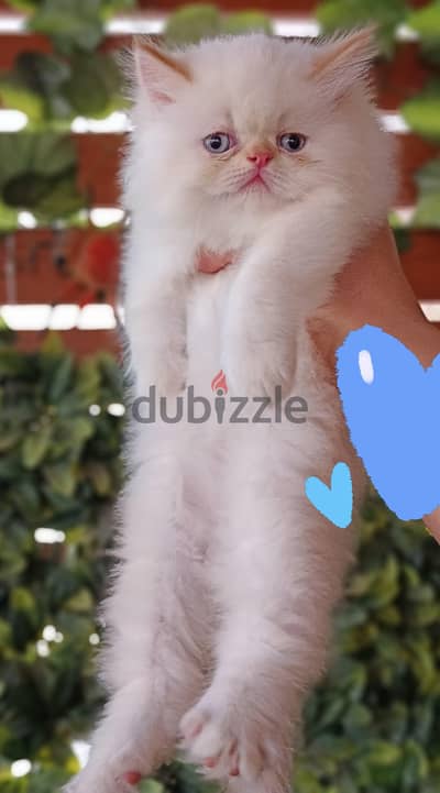 هيمالايا اورنج