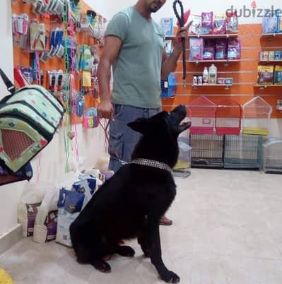 Royal black German shepherd