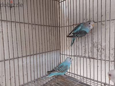 3 شبابات استرالي