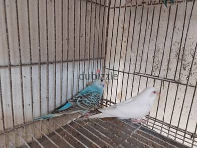 3 شبابات استرالي