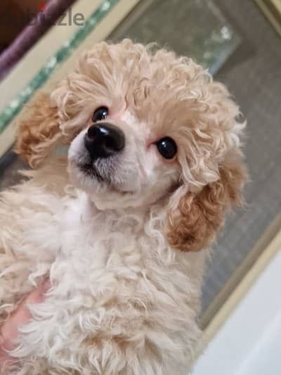 Toy Poodle