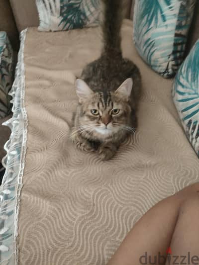 قطه للتبني