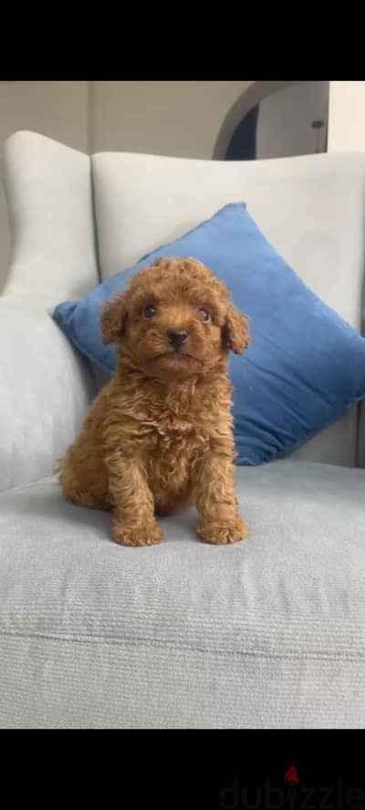 best poodle puppies