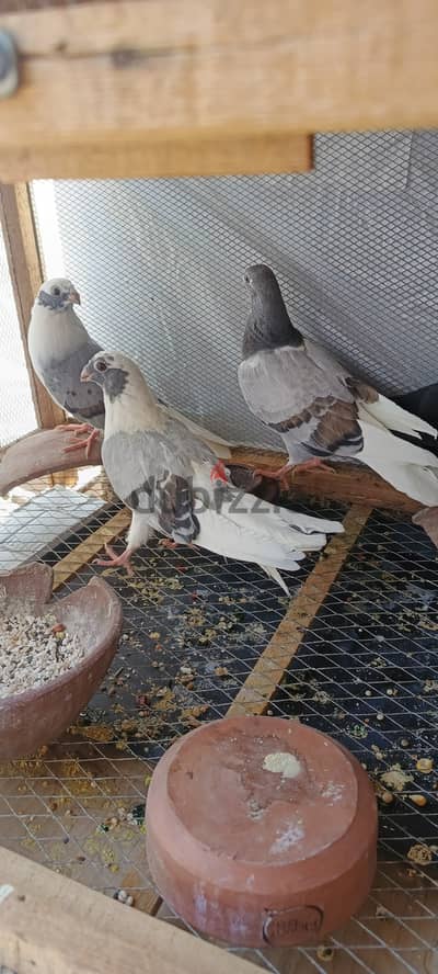 مجموعه زغاليل للبيع