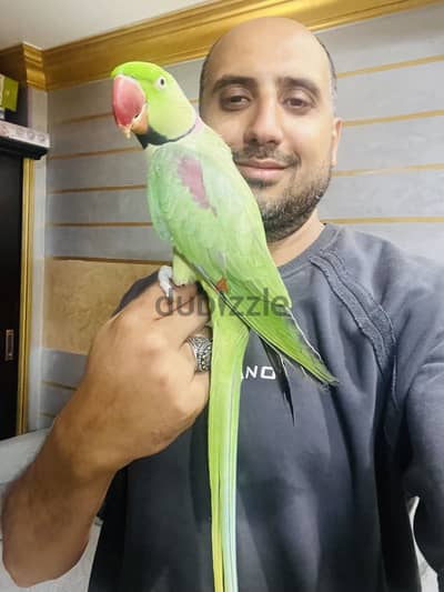 بسم الله مشاء الله ذكر أمريكي بفضل الله هادي جدا مفيش عض بيحب لعب