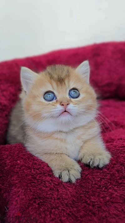 اريد قطه للتبني صغيره