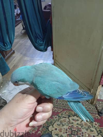 ببغاء كويكر بلو طفره  نقط سوداء فالحناحات اليف جدا