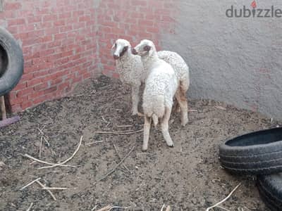 بدريتين أخوات سقو محترم