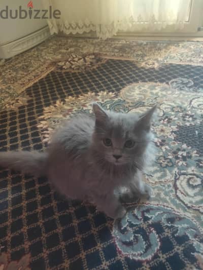 قط blue persian ولد