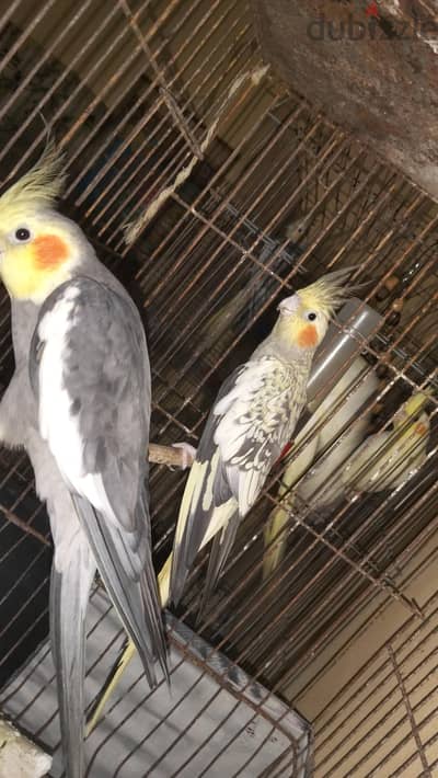 دكر حبشى ونتاية ايزابيل شغالين 800 ربنا يبارك لصاحب النصيب