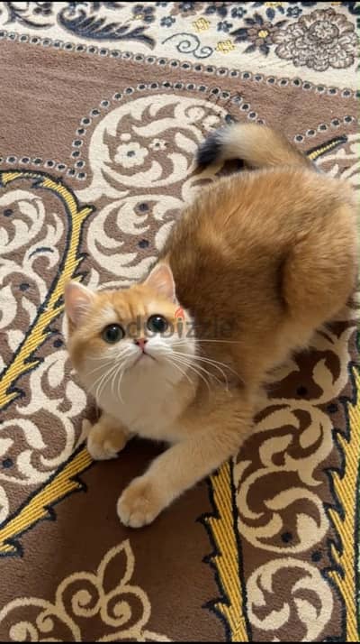 للبيع قطه جولدن شورت هير