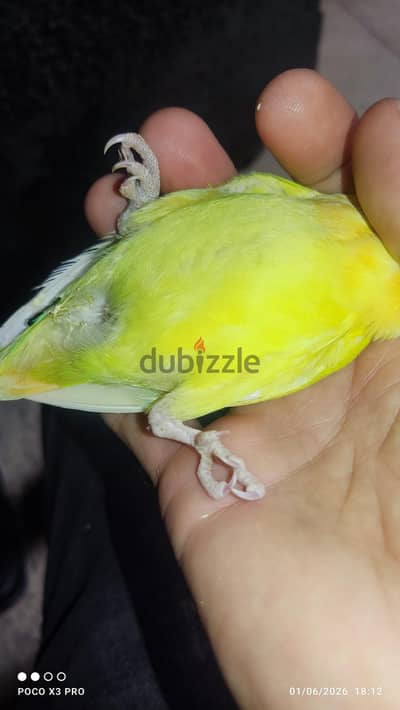 مكسح فرد روز اوبلاين اورنج مكسح