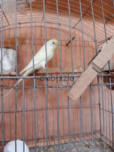 جوز استرالي بنضي سكري بعيالو