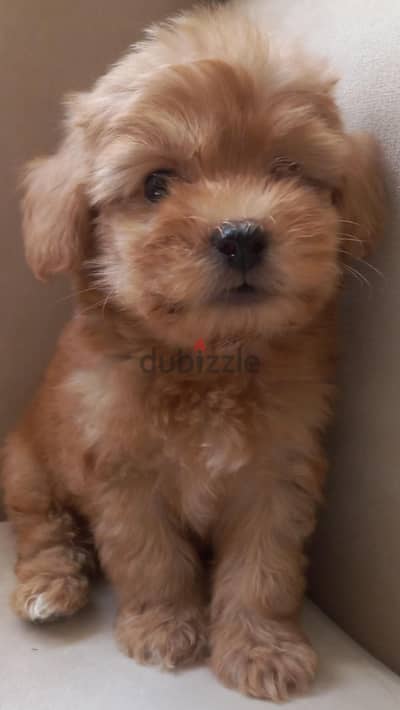 maltipoo & poodle