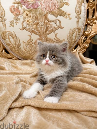 Scottish kittens