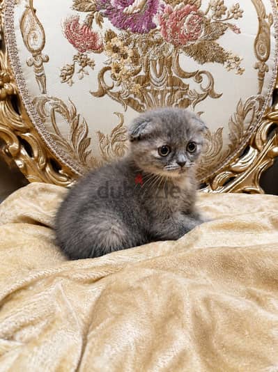 Scottish fold female