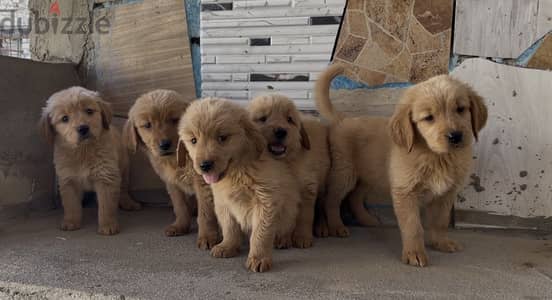 Golden retriever جولدن