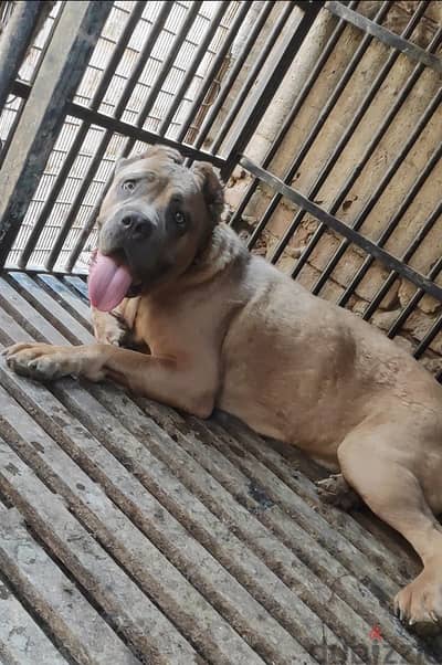 نتاية كين كورسو  cane corso