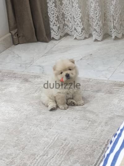 جراوي تشاو تشاو chow chow puppies