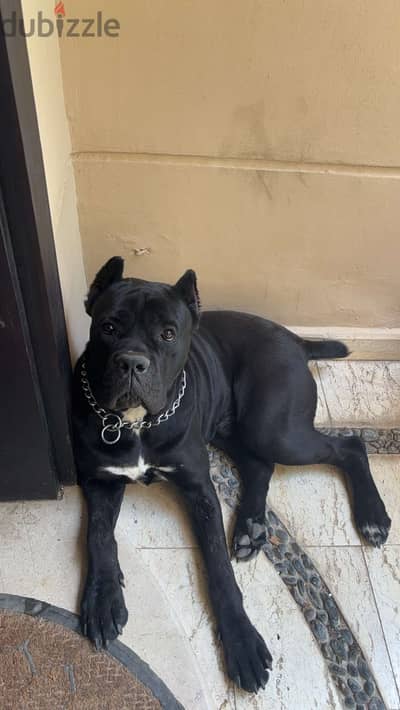 Cane corso italiano