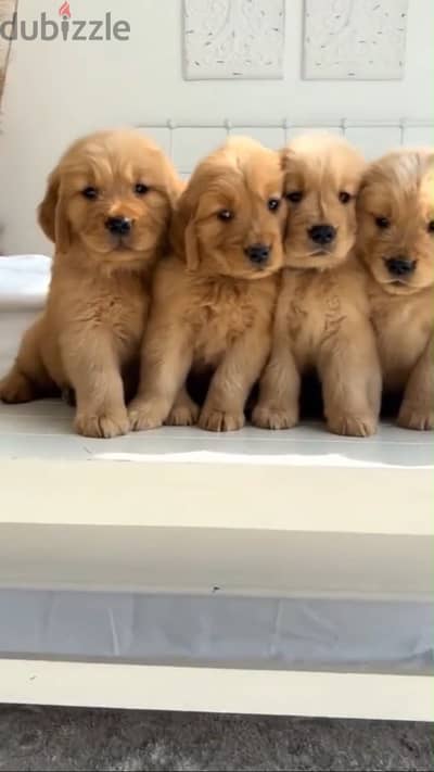 golden retrieve جولدن ويتريفر