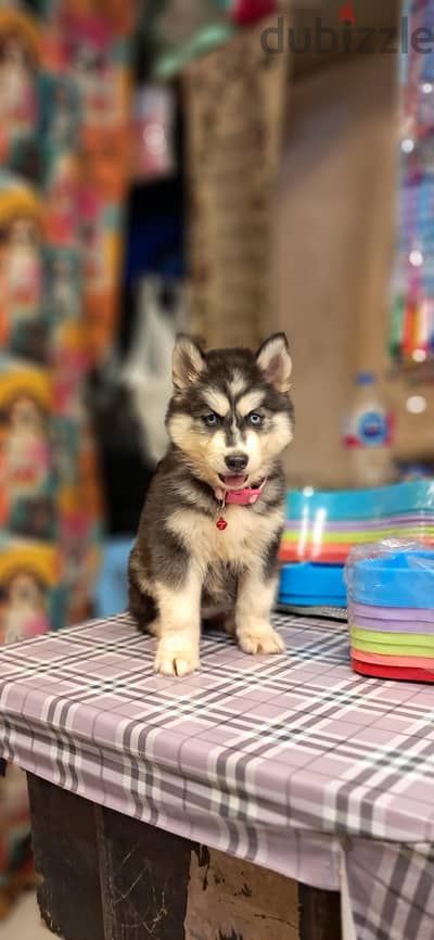 هاسكي husky