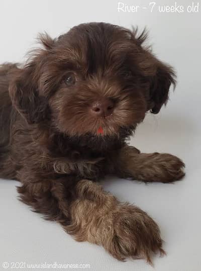 Havanese هافانيز