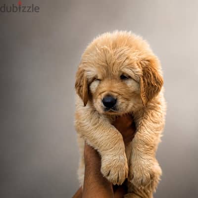 Pure Top golden retriever female - اجمل و اقوي بنت جولدن ريتريفر