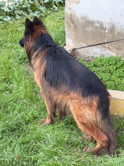 German shepherd