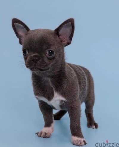Chihuahua puppy boy from Russia