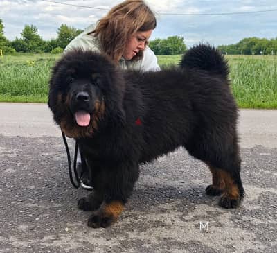 Imported from Russia Tibetan mastiff