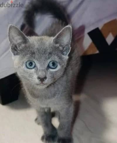 Russian Blue kitten female from Russia