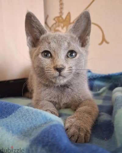 Russian blue kitten female from Russia