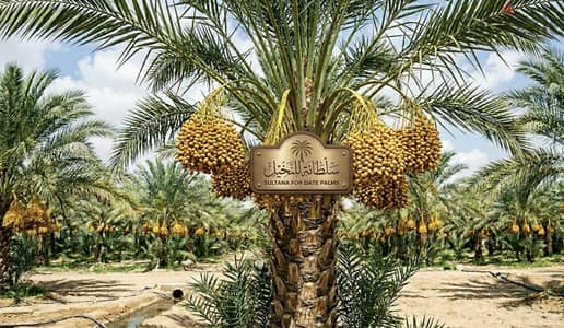 نخيل برحى مثمر