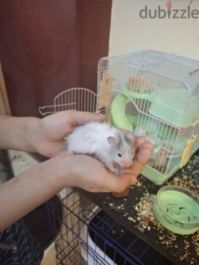 هامستر  سوري وروسي من الجنسين
