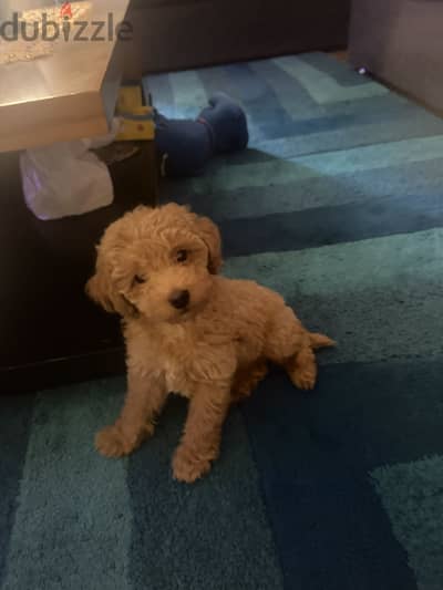 Maltipoo- male