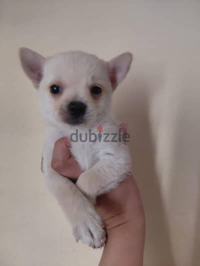 Chi Pom Mix Puppies