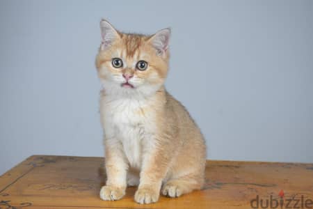 BRITISH SHORTHAIR GOLD