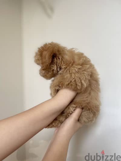 Teacup Maltipoo