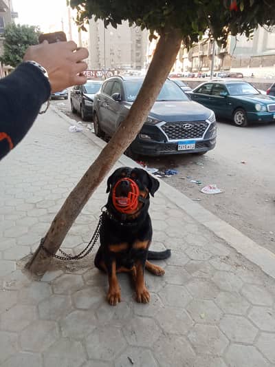 كلب شرس للبيع