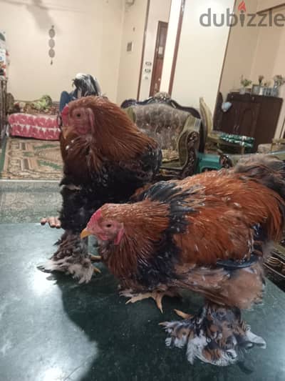٣ ديك براهما بورسالين عملاق زيادات الوان جميلة  + واحد ديك سبرايت ذهبي