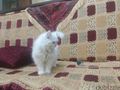 نتايه شيرازي ابيض عيون زرقاء