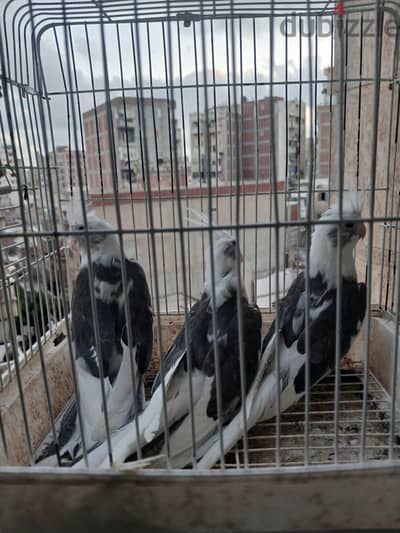 كوكتيل لاتيني ومصبع فرنساوي شباب