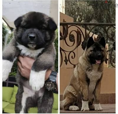 American Akita