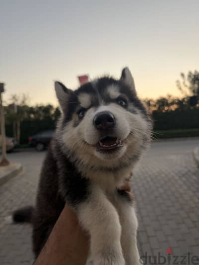 Husky puppy  جرو هاسكي