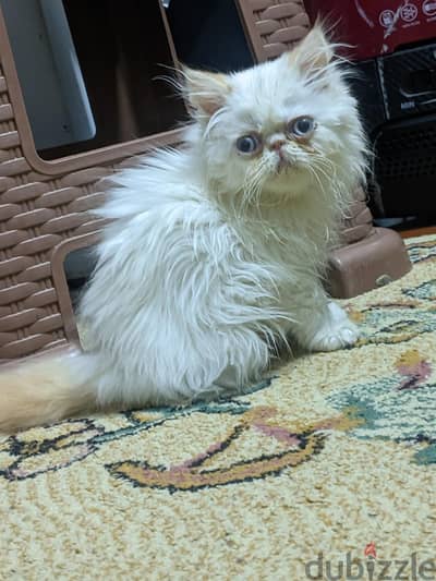 بيرشن اورنج