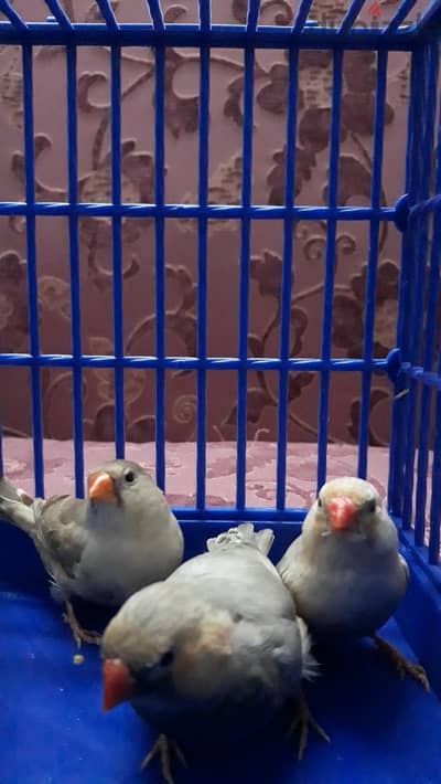 ٣ فرود زيبرا طفرات شغالين للبيع دكرين  ثرى كوم و نتاية هاف أورانج