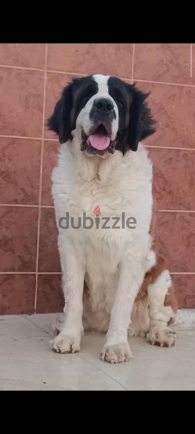 Saint Bernard سانت برنارد